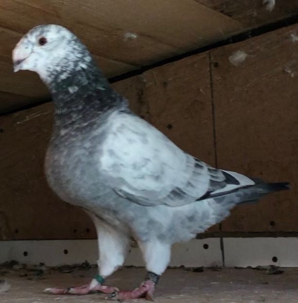 M-2019 - Masculi pentru 2021