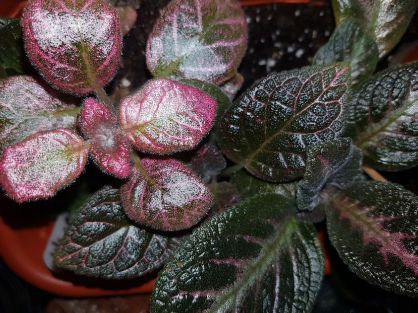  - EPISCIA