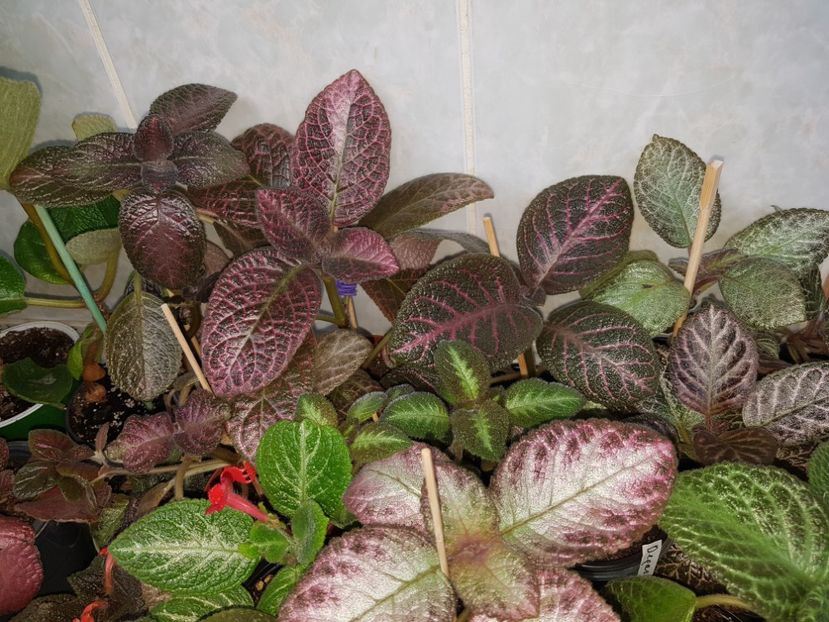  - EPISCIA