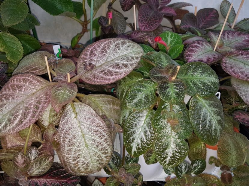  - EPISCIA