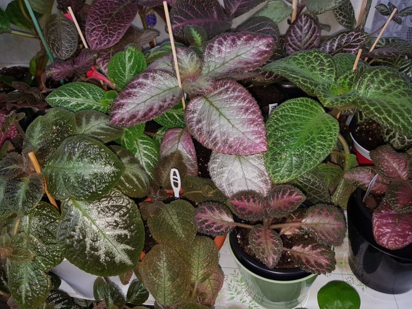  - EPISCIA