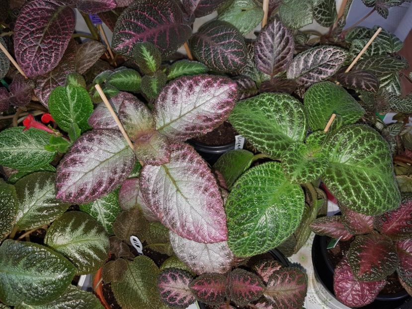  - EPISCIA