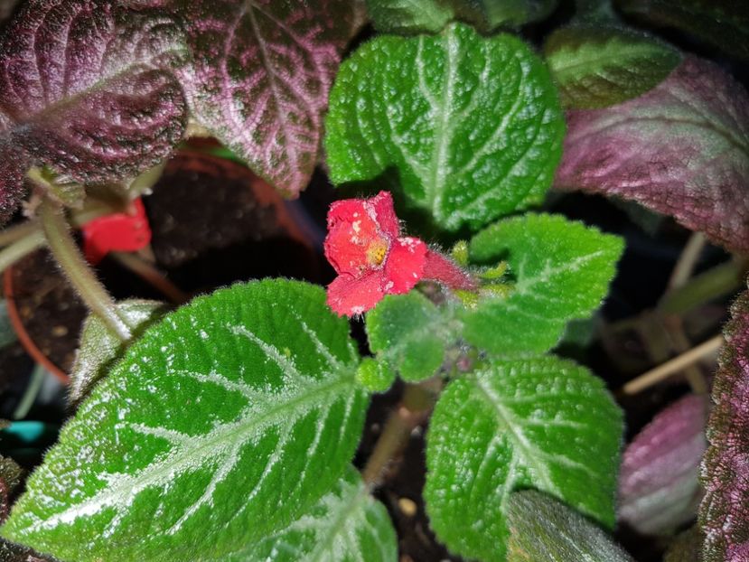 Faded Jade - EPISCIA