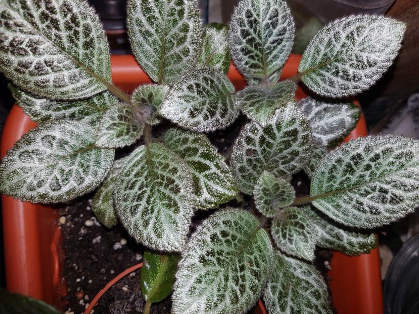 Silver Dust - EPISCIA
