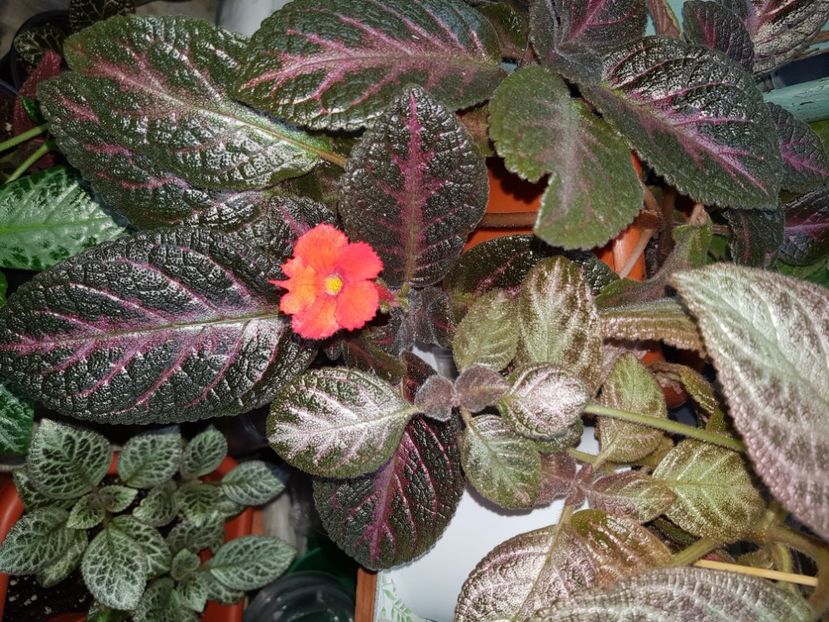  - EPISCIA
