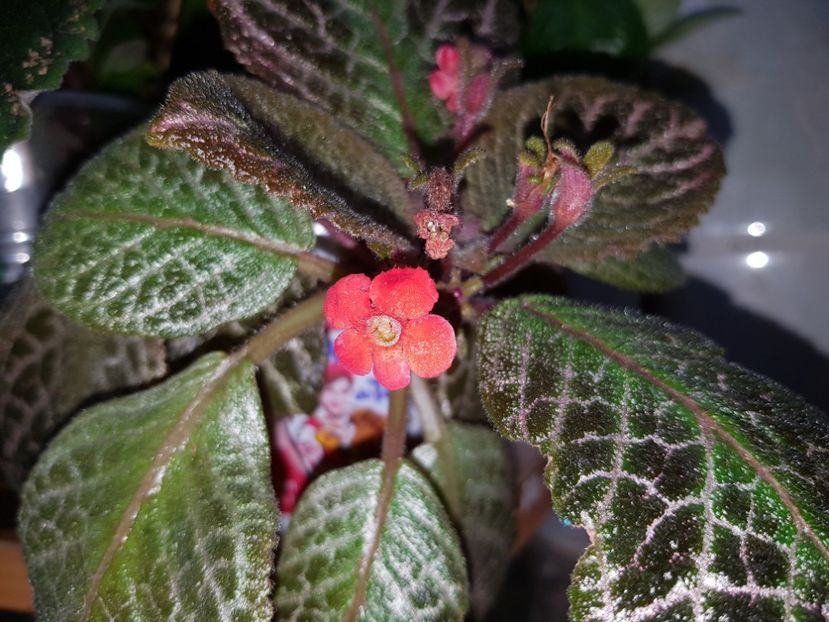  - EPISCIA