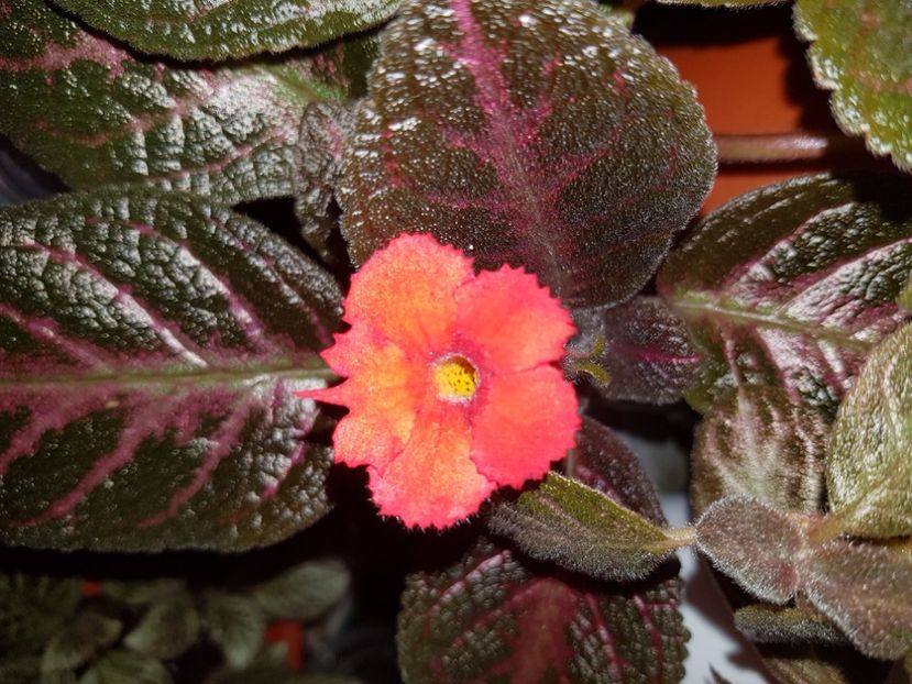  - EPISCIA