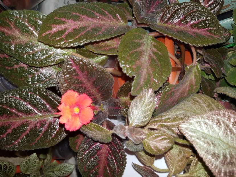  - EPISCIA