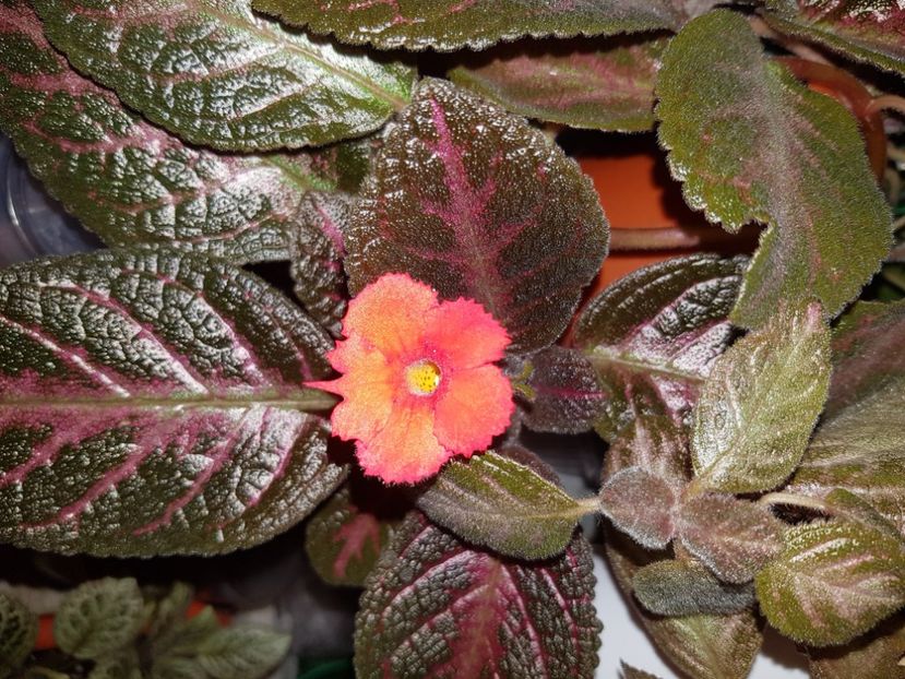  - EPISCIA