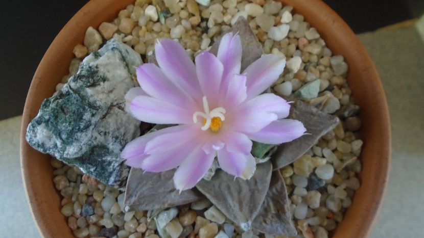 Ariocarpus hb. (retusus x fissuratus) - Cactusi 2020 evolutie vara bis