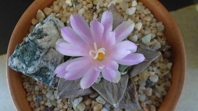 Ariocarpus hb. (retusus x fissuratus) - Cactusi 2020 evolutie vara bis