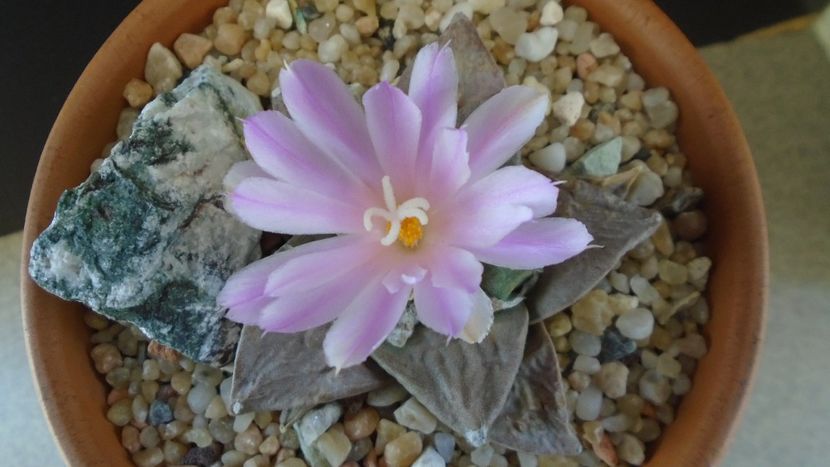 Ariocarpus hb. (retusus x fissuratus) - Cactusi 2020 evolutie vara bis