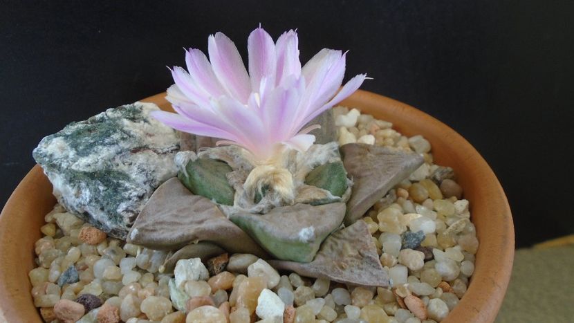 Ariocarpus hb. (retusus x fissuratus) - Cactusi 2020 evolutie vara bis