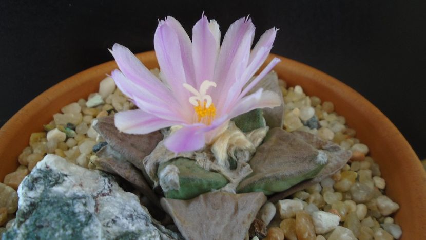 Ariocarpus hb. (retusus x fissuratus) - Cactusi 2020 evolutie vara bis