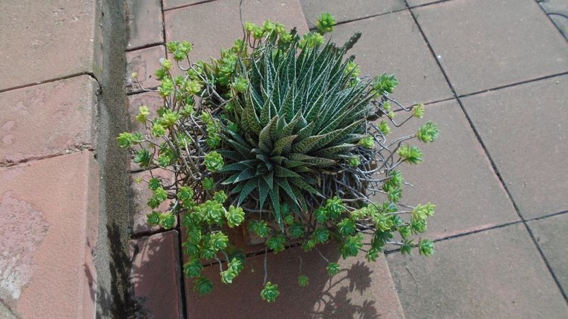 Suculente - Suculente 2020