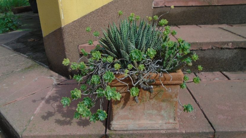 Suculente - Suculente 2020