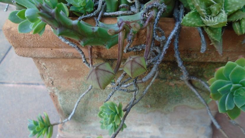 Suculente - Suculente 2020