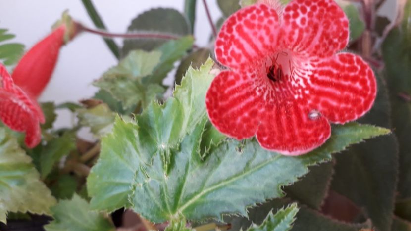Eriantha 15 - A Kohleria