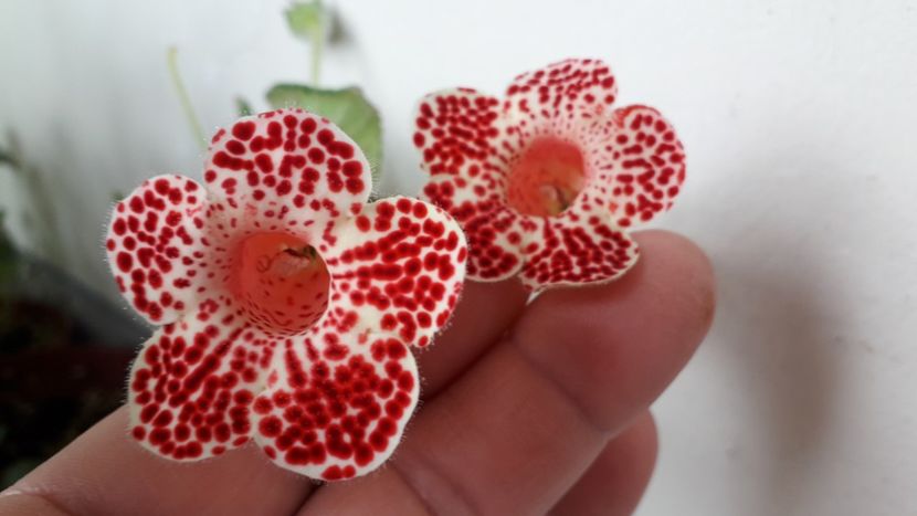 Bibby 15 - A Kohleria