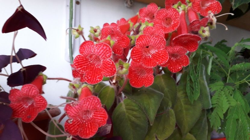 Eriantha - A Kohleria