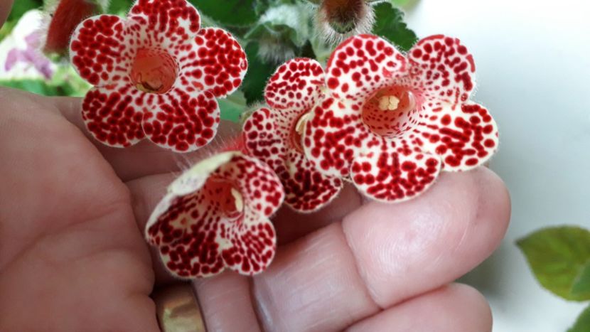 Bibby - A Kohleria