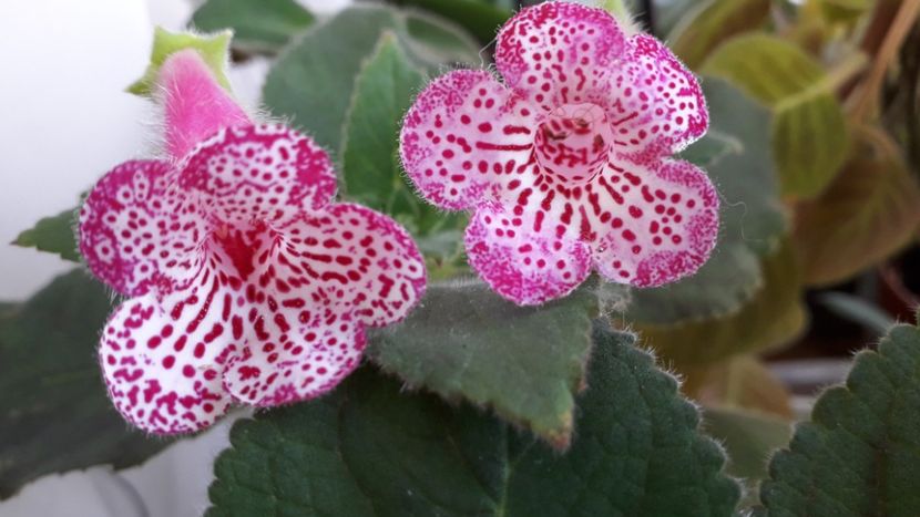 Elvira 15 epuizat - A Kohleria