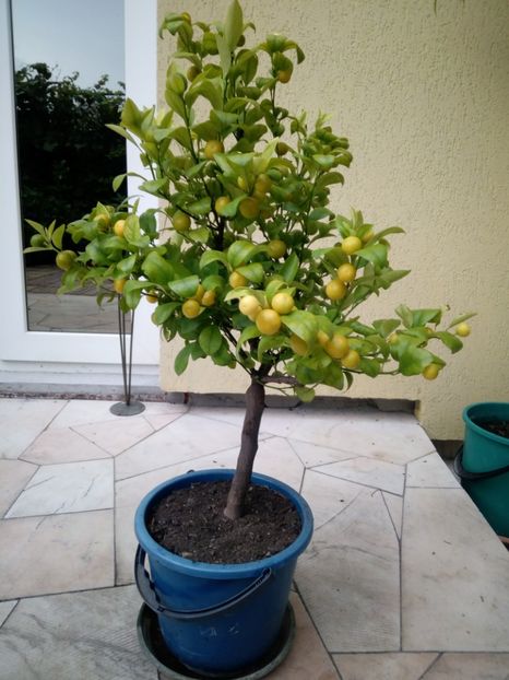 2020- O MINUNATIE DE CITRIC, desi e cel mai mic... - Citrus mitis pitic Calamondin