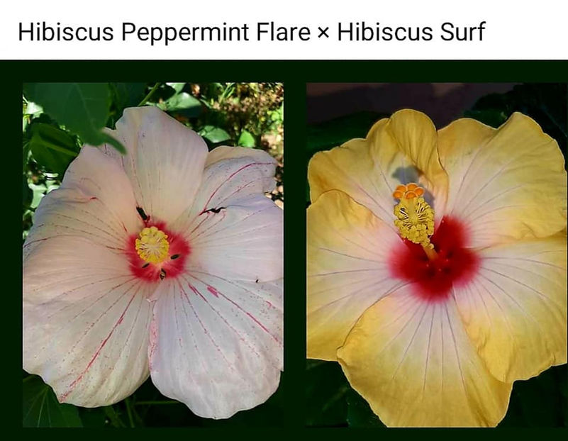  - 00-De vanzare seminte hibiscus moscheutos pachet mixt