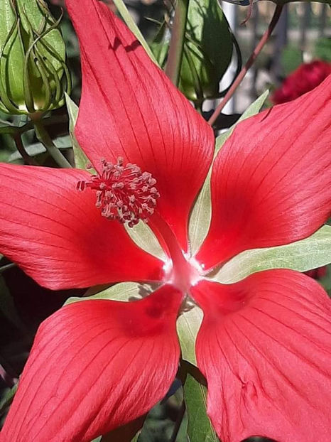  - 00-De vanzare seminte hibiscus moscheutos pachet mixt