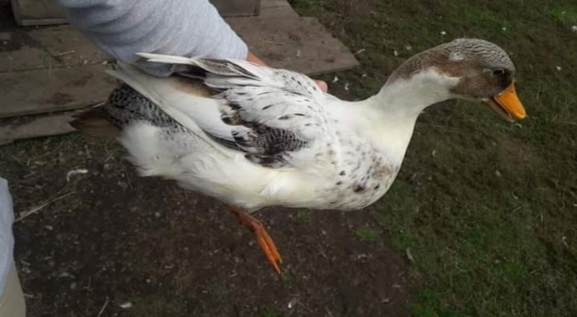  - 02 Rate romanesti 2020-2021