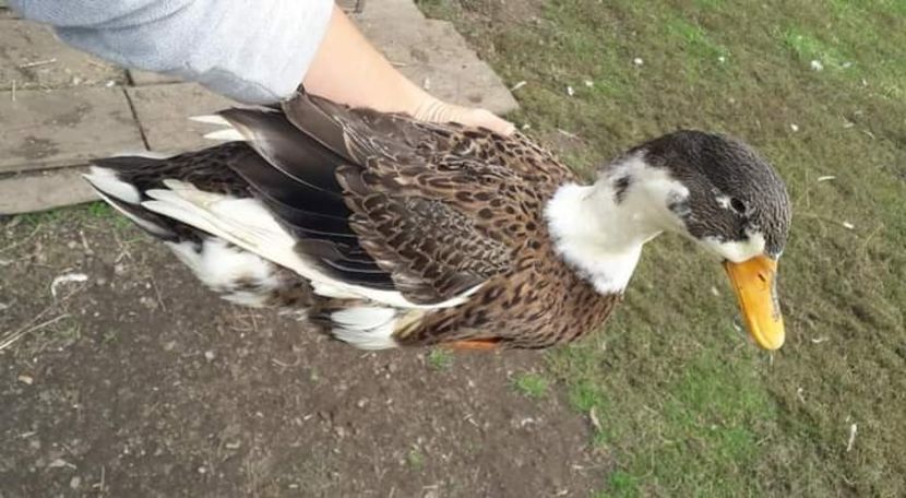  - 02 Rate romanesti 2020-2021