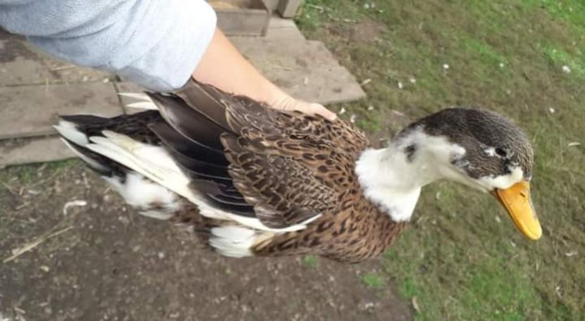  - 02 Rate romanesti 2020-2021