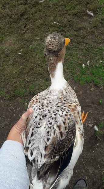  - 02 Rate romanesti 2020-2021