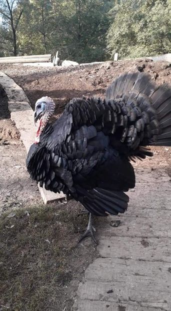  - 01 Curci comune 2020-2021