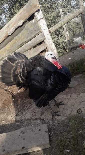  - 01 Curci comune 2020-2021