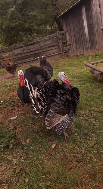  - 01 Curci comune 2020-2021