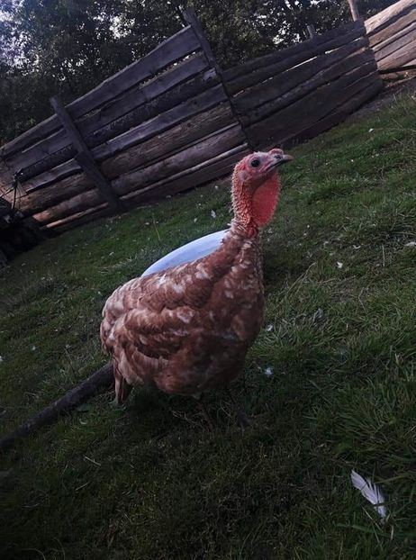  - 01 Curci comune 2020-2021