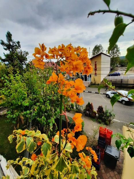  - Bougainvillea