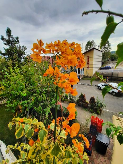  - Bougainvillea