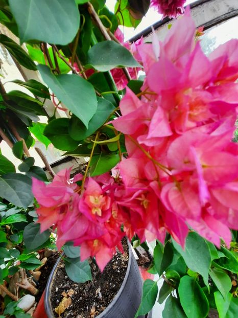 - Bougainvillea
