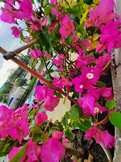  - Bougainvillea