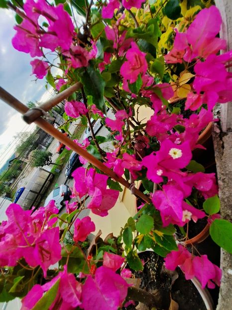  - Bougainvillea