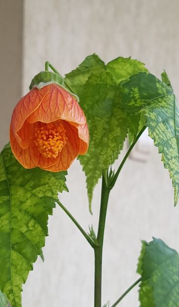 Inca pe terasa, golas, dar a inflorit toata vara - Abutilon