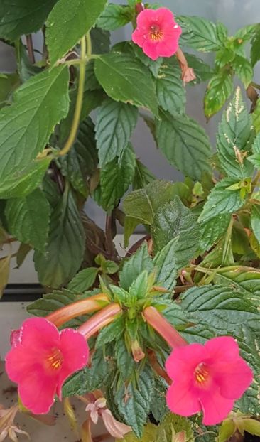 Orange delight-ultimele flori - Achimenes 2020