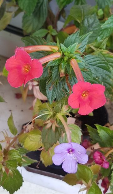 Orange delight si Forget me not - Achimenes 2020