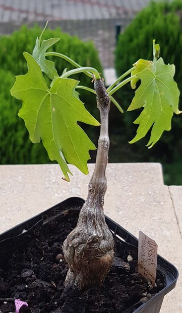Cissus tuberosus-tuns pt iernat - Cactusi si suculente 2020-2021-2022-2023- 2024-2025
