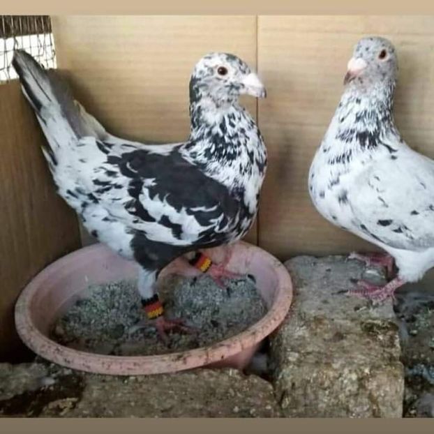  - NU AMI APARTIN 2020