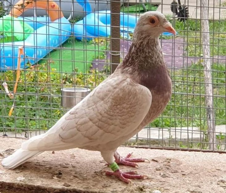  - NU AMI APARTIN 2020