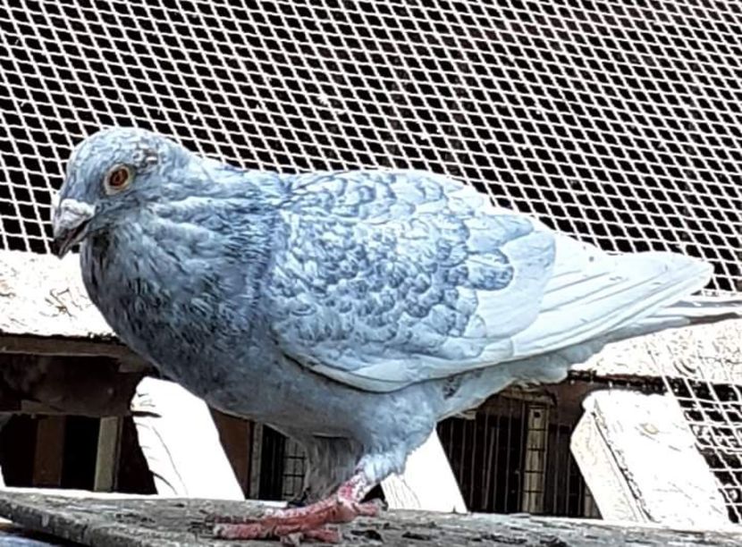  - NU AMI APARTIN 2020