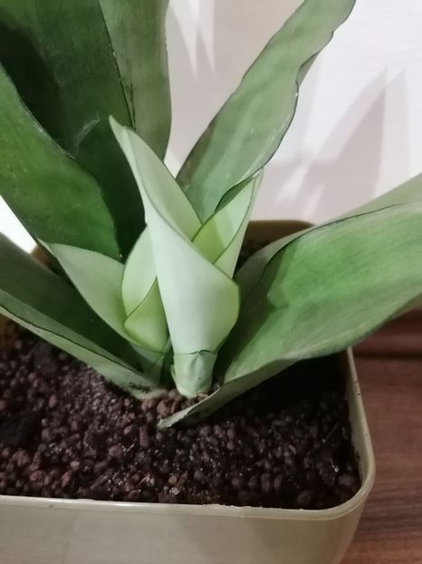 - Pui sansevieria